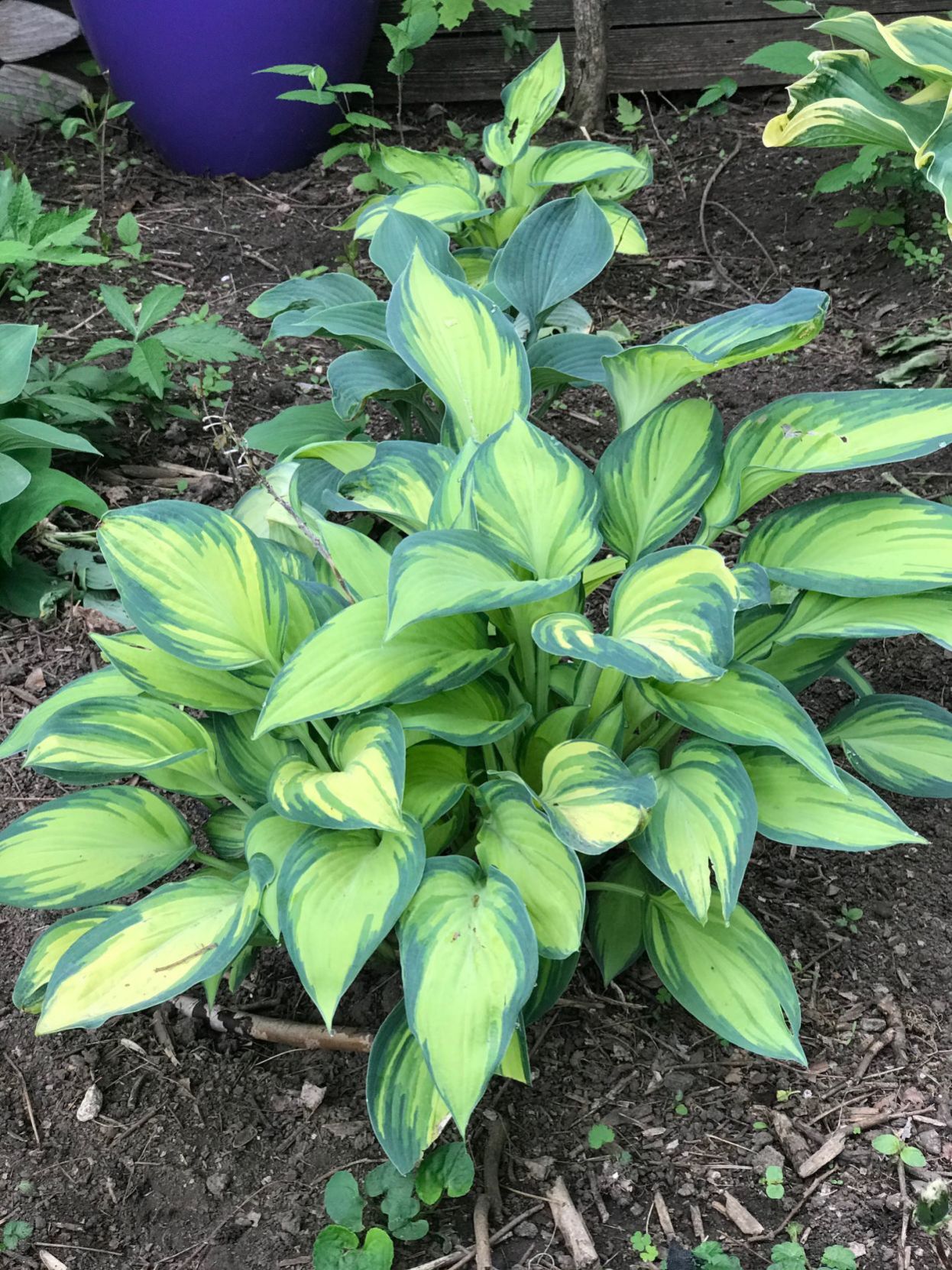 Hostas
